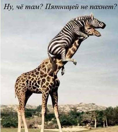 408x456, 32 Kb / жираф, зебра, пятница
