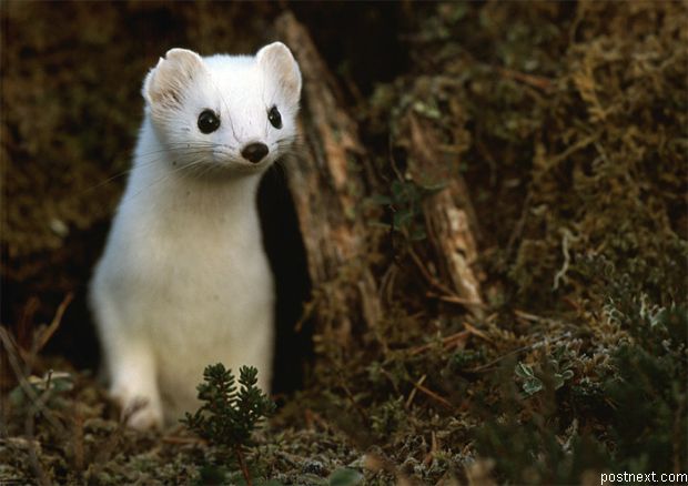 620x438, 39 Kb / горностай