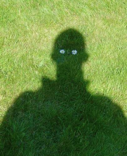 408x500, 64 Kb / трава, тень, ромашка