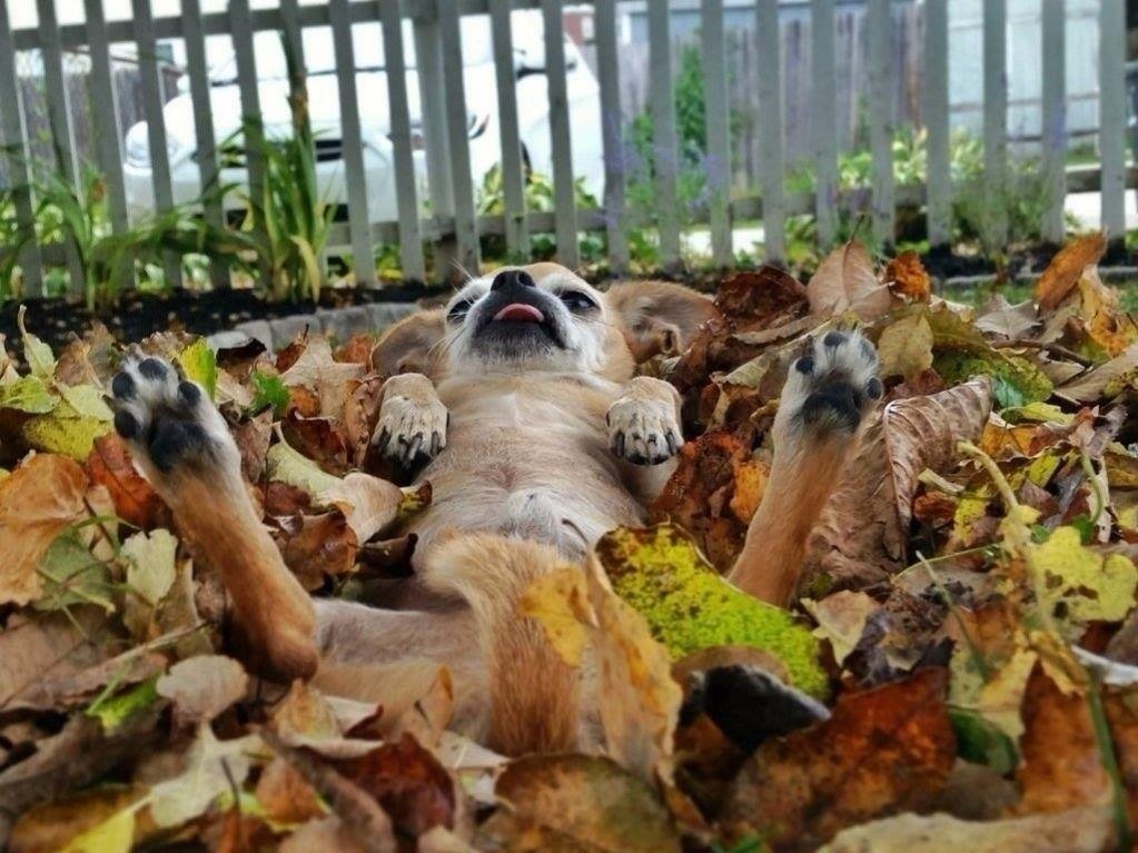 1023x767, 158 Kb / собака, листья, осень, желтые