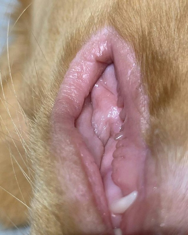 640x800, 84 Kb / кошка, рот, щека, клык