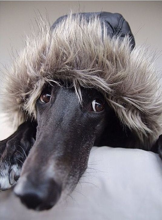 535x727, 70 Kb / собака, морда, мех, капюшон, нос