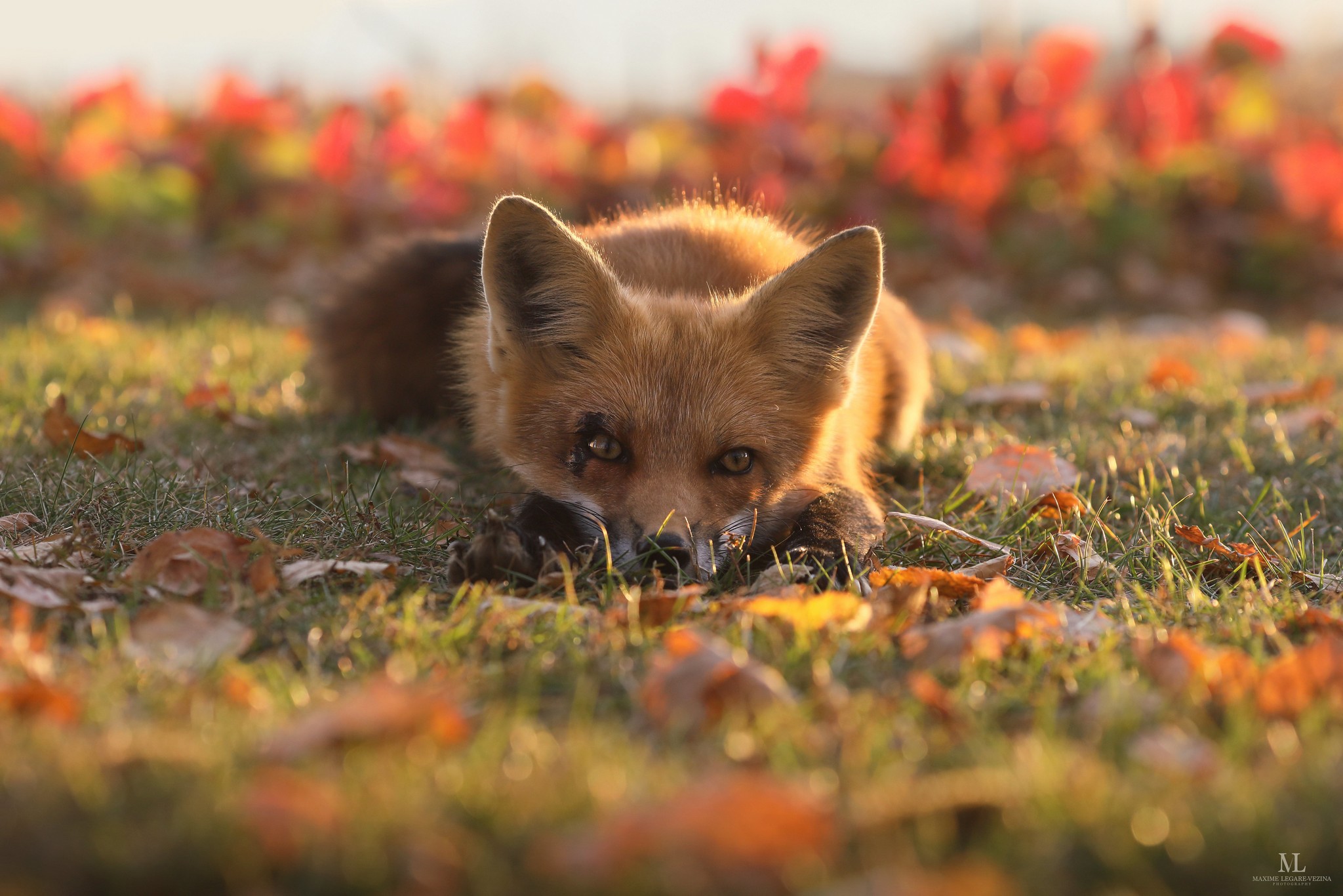 2048x1366, 442 Kb / лиса, осень, листья, шрам, кровь