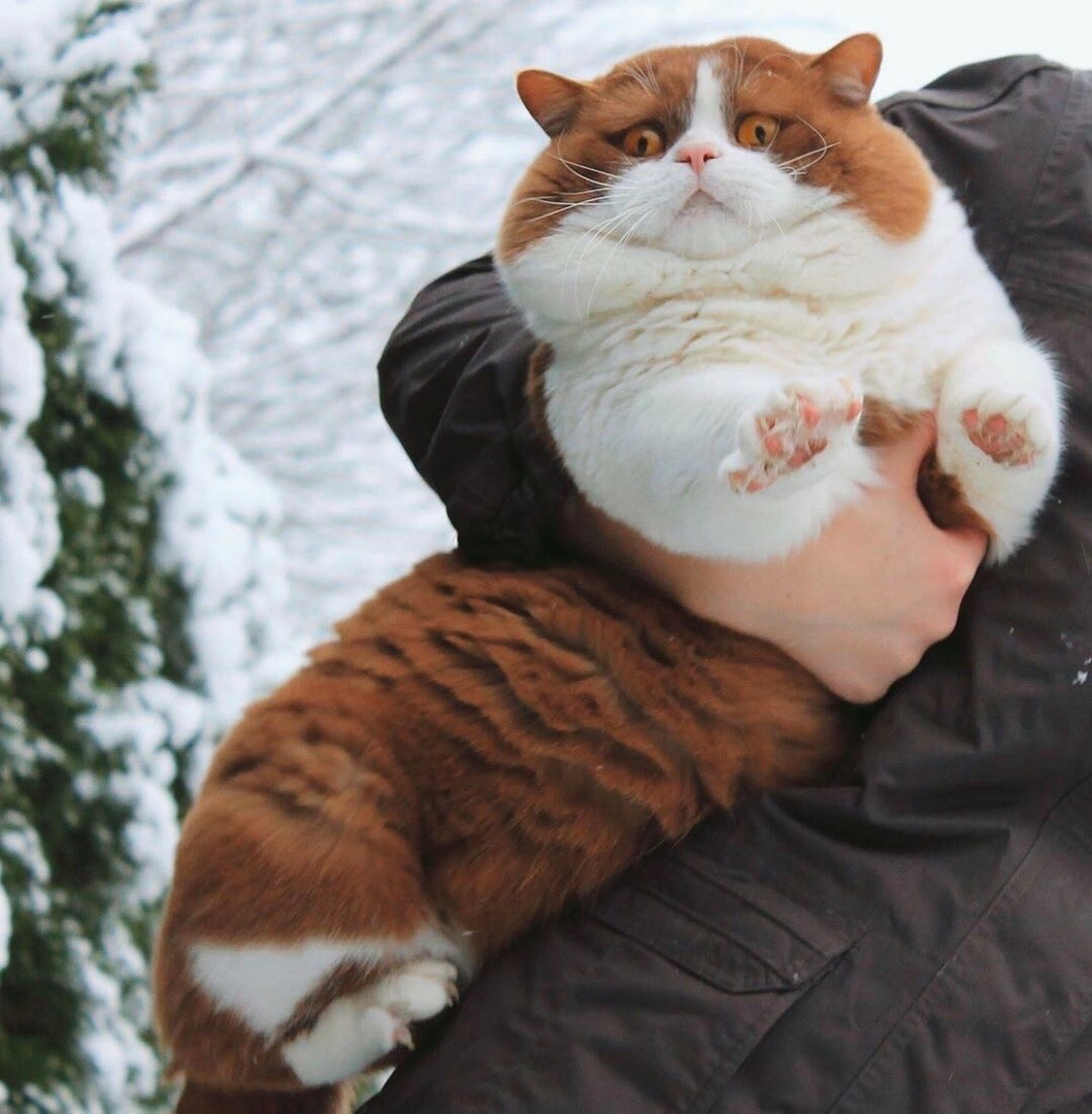 1059x1080, 261 Kb / кот, рыжий, снег