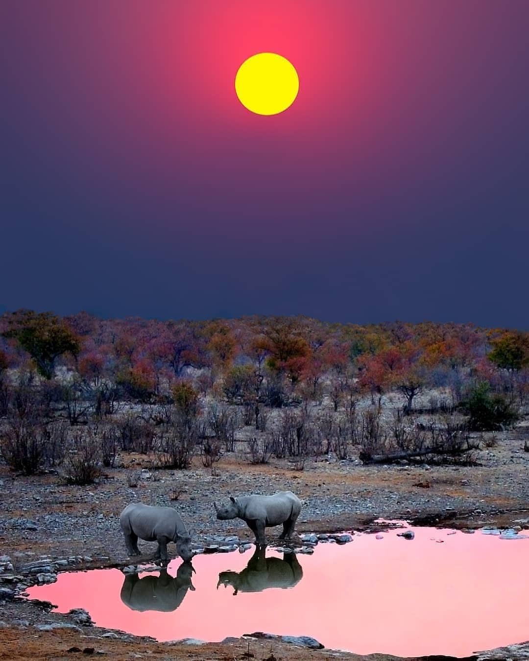 1080x1350, 154 Kb / солнце, носорог