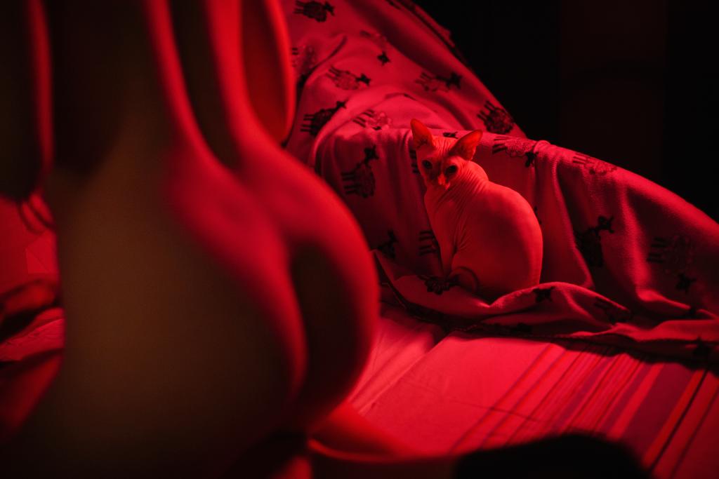 1024x683, 43 Kb / сиськи, попа, кошка, сфинкс, красный, постель