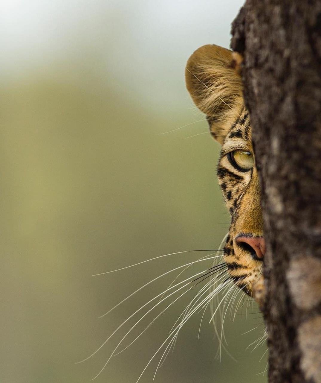 1074x1280, 98 Kb / выглядывает, кошка, леопард