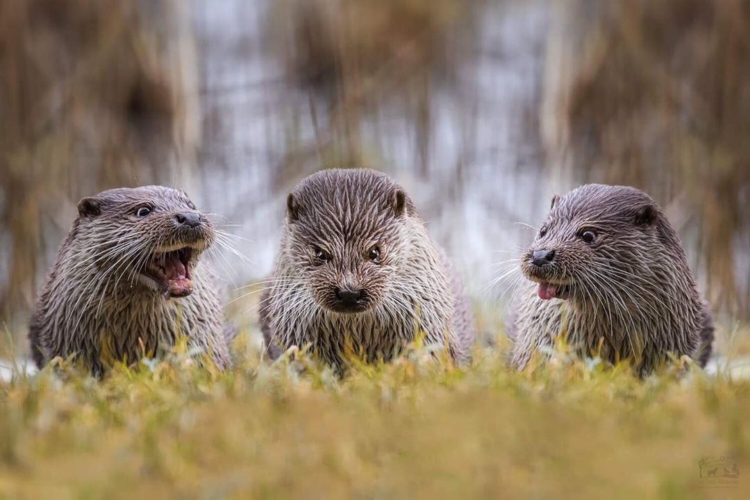 1080x720, 101 Kb / выдра, трое, три