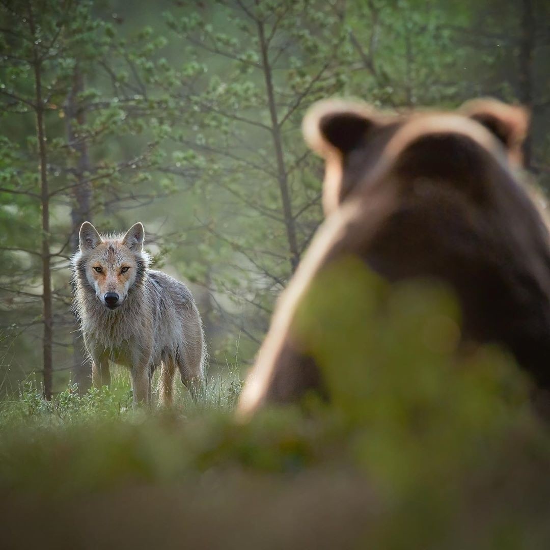 1080x1080, 154 Kb / волк, медведь