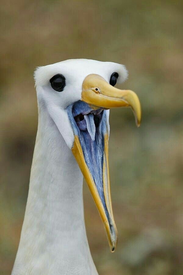 600x900, 44 Kb / птица, клюв, альбатрос