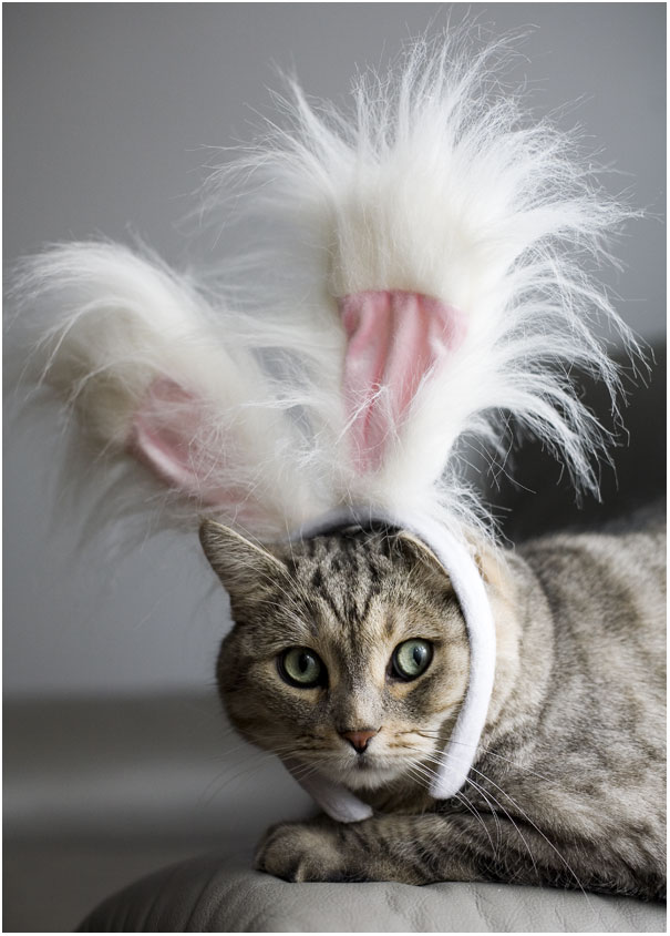 605x844, 87 Kb / кошка, кролик, ушки