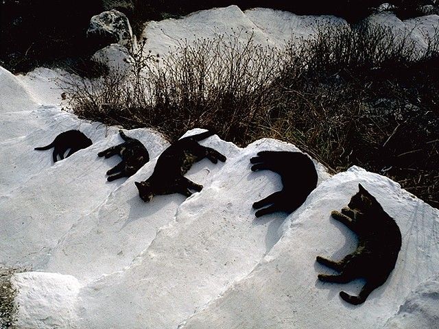 640x480, 93 Kb / лестница, коты