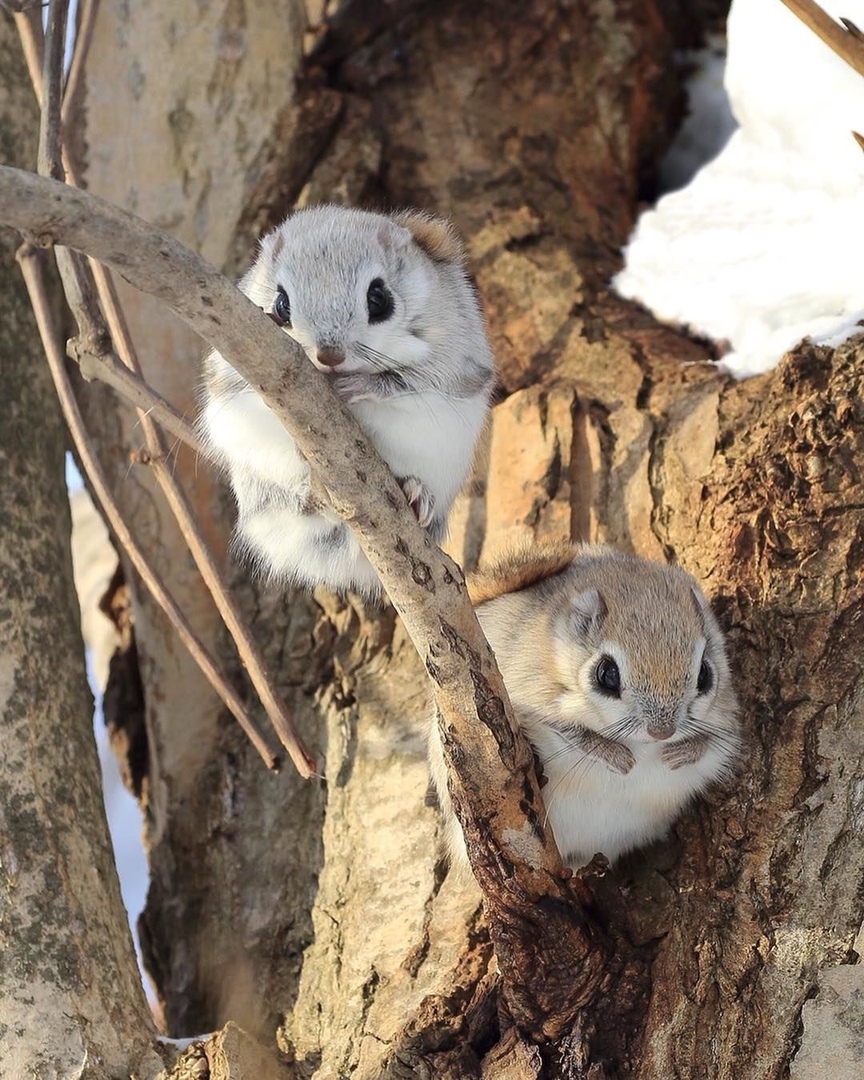 864x1080, 402 Kb / белка, летяга