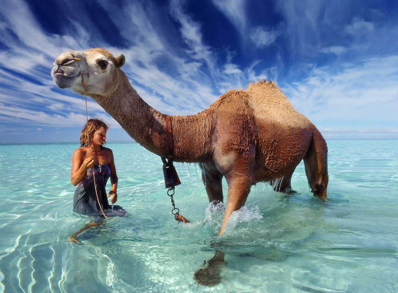 1280x943, 207 Kb / верблюд, море, купание
