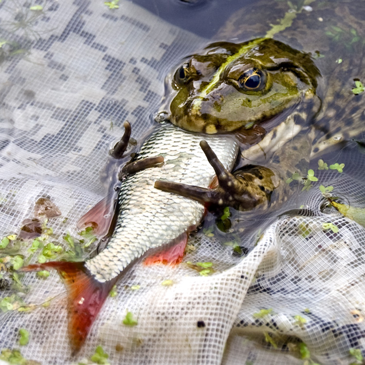 750x750, 241 Kb / рыба, жаба, лягушка