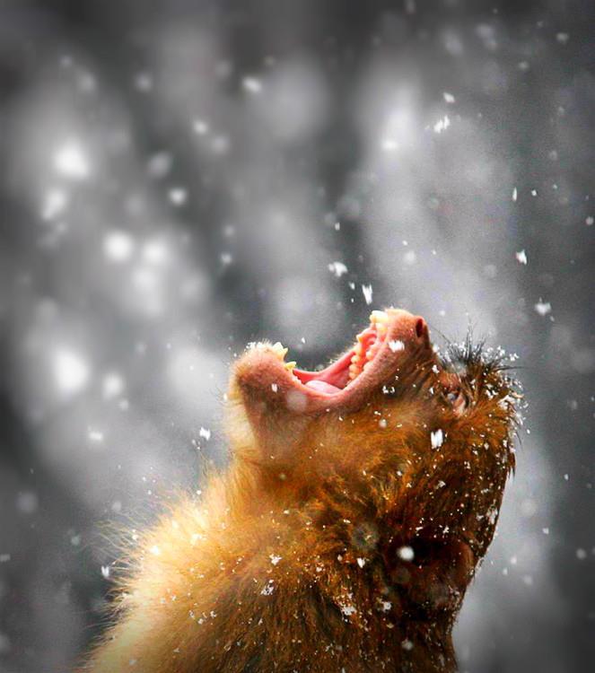 663x750, 54 Kb / снег, обезьяна