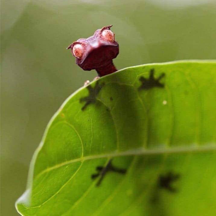 716x715, 27 Kb / ящерица, зелёный, листья