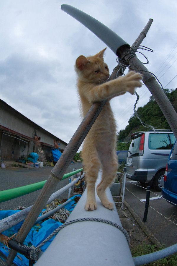 600x900, 83 Kb / кот