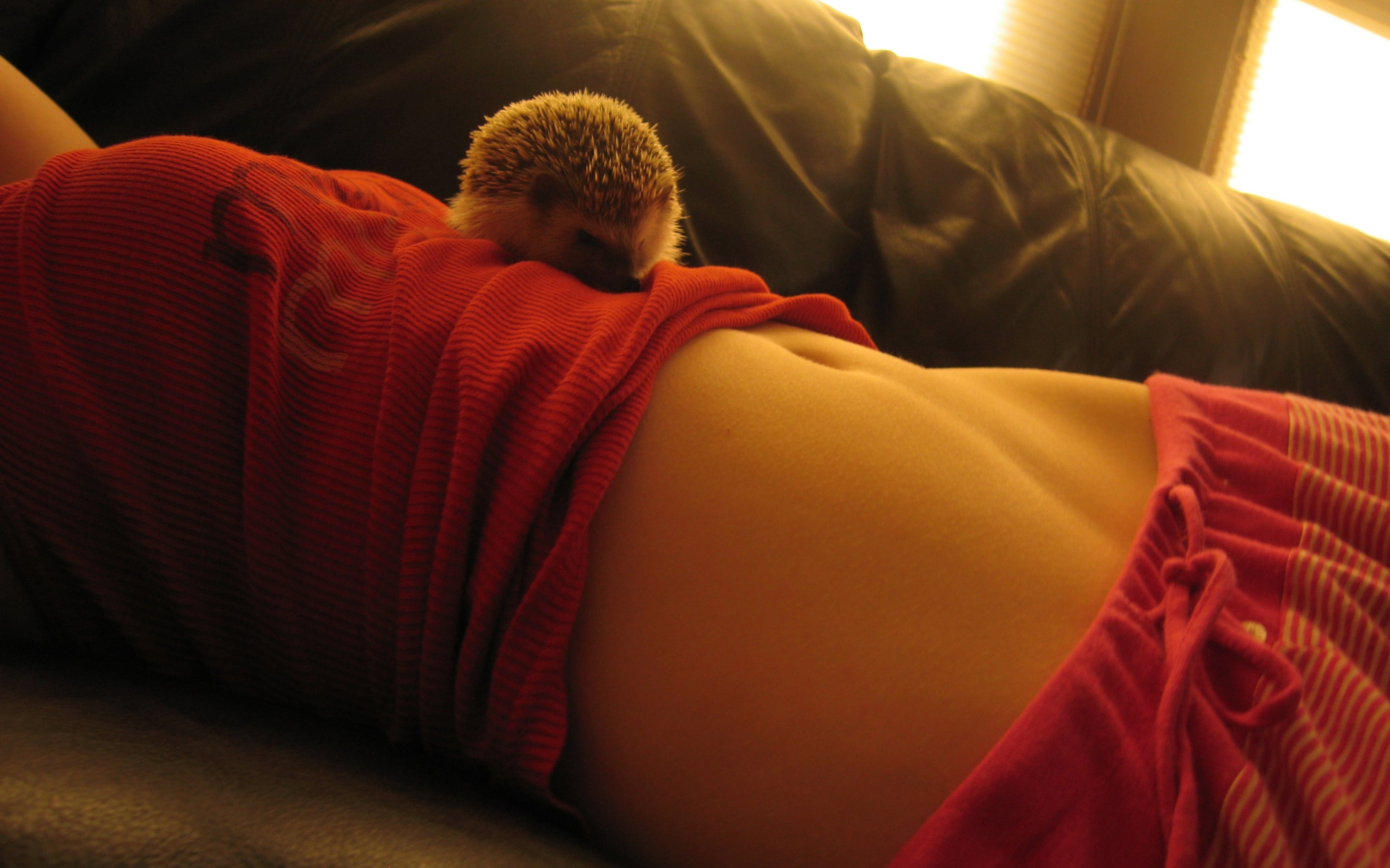 3264x2040, 507 Kb / ежик, майка, живот, диван