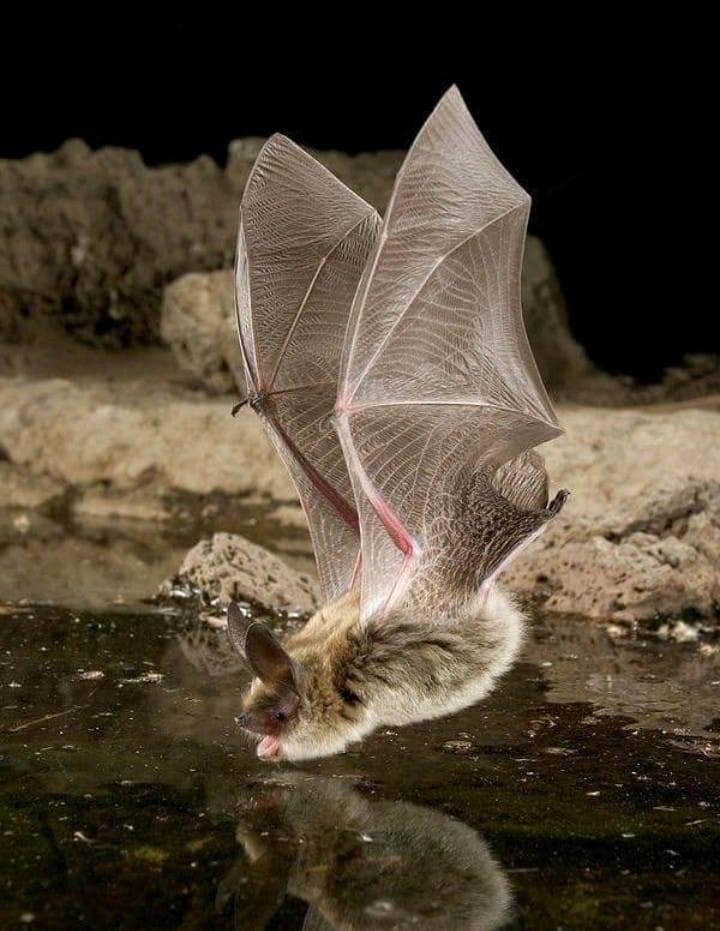 720x931, 79 Kb / мышь, летучая