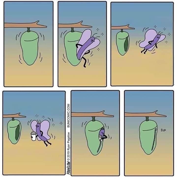 720x729, 41 Kb / бабочка, кофе, кокон