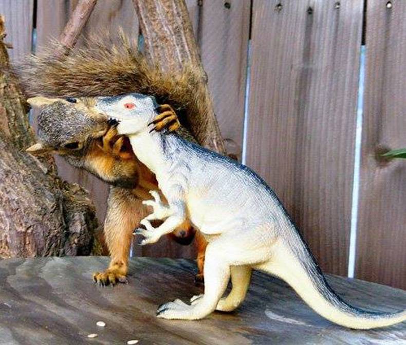 790x671, 84 Kb / белка, игрушка, динозавр