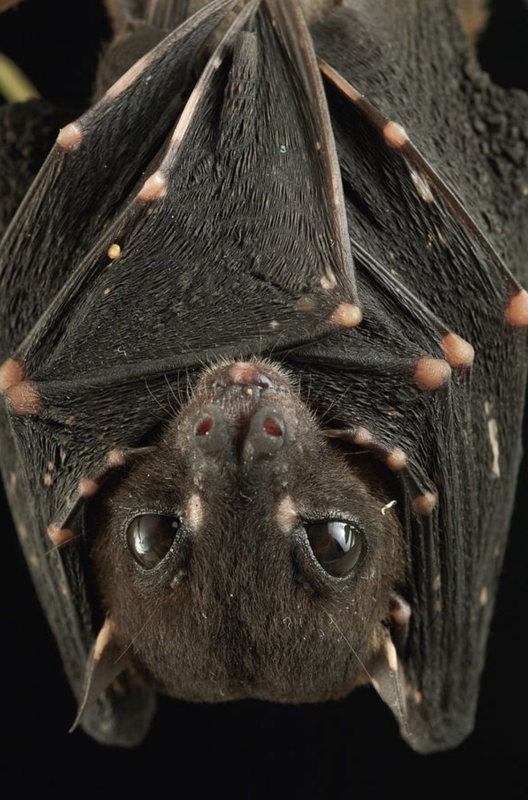 1049x1588, 229 Kb / мышь, летучая