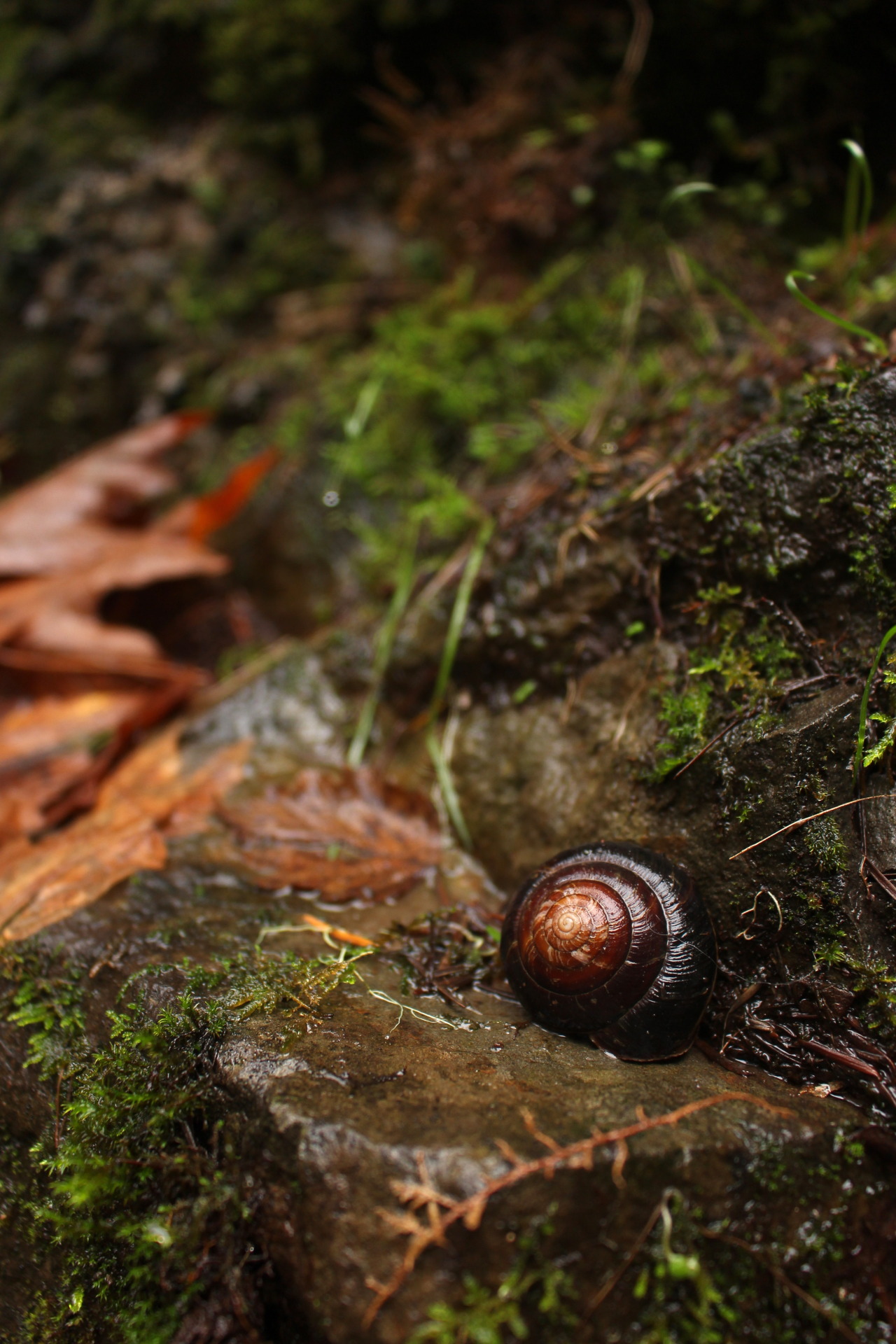 1280x1920, 521 Kb / улитка