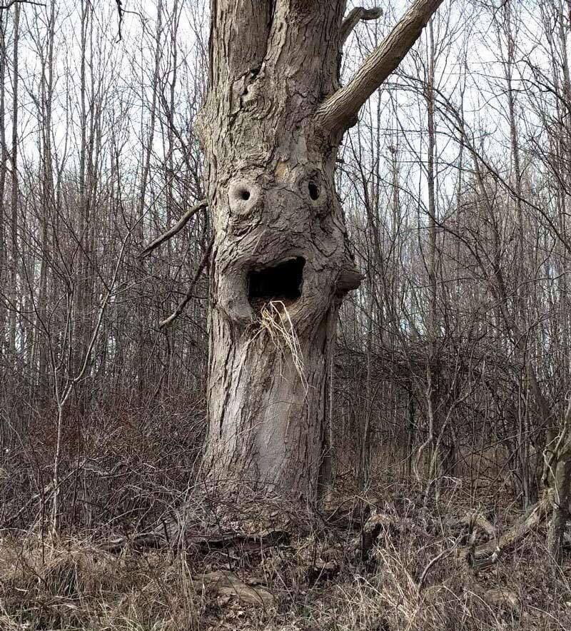 800x884, 241 Kb / дерево, морда