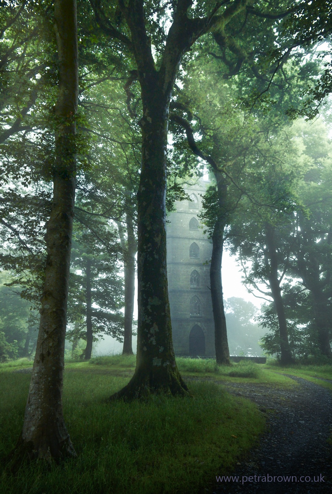 1077x1600, 540 Kb / лес, башня, дерево