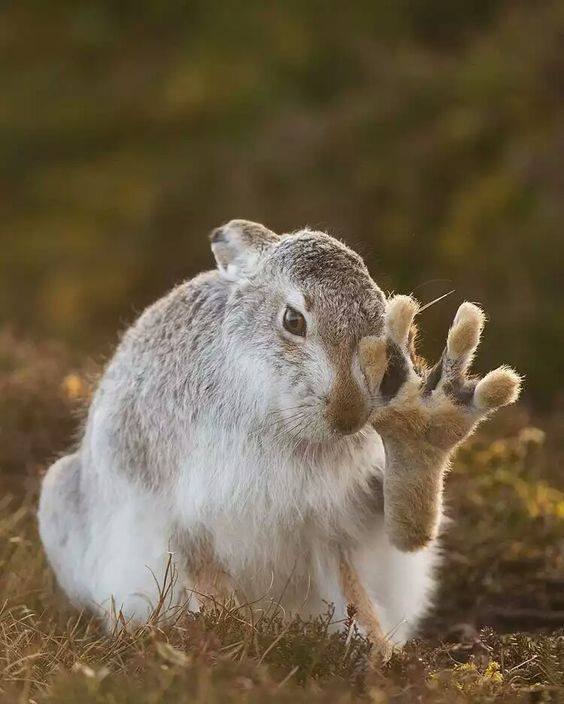 564x704, 48 Kb / заяц, нога, лапа