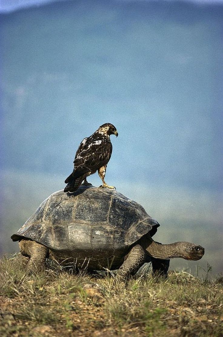 736x1109, 138 Kb / черепаха, орел