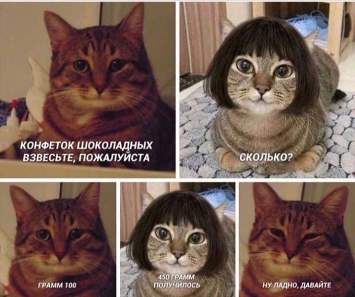 720x602, 69 Kb / Кошки, конфеты, кот, кошка, парик