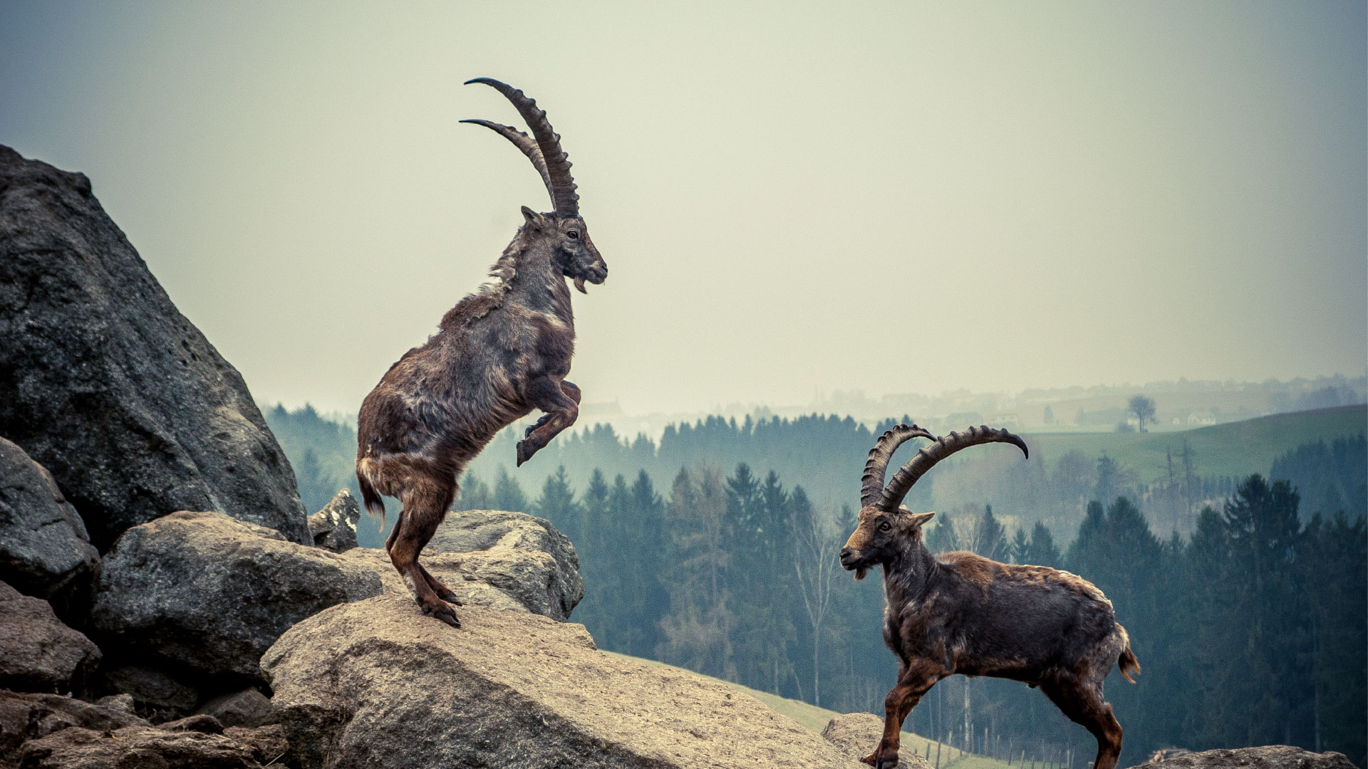1920x1080, 411 Kb / козел, рога, горы