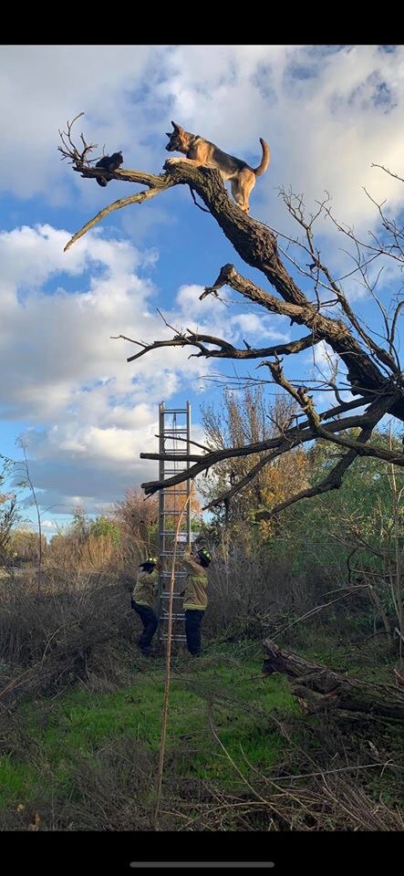 443x960, 104 Kb / Дерево, кошка, собака, пожарные, лесьница