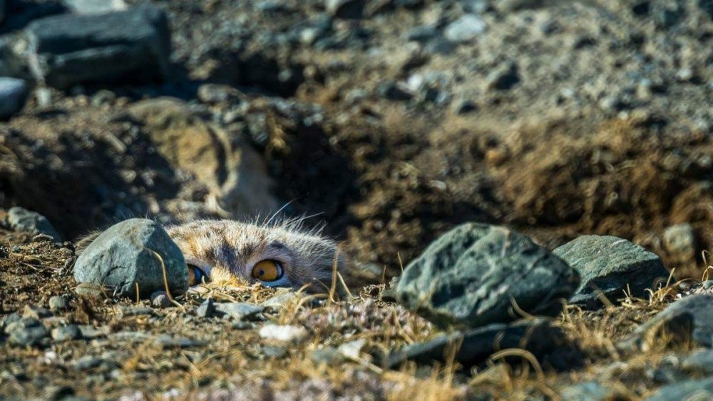 1000x562, 123 Kb / манул, камень, спрятался, засада, охота, притаился