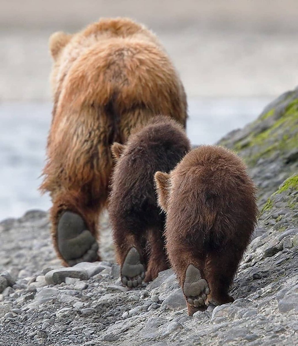 1034x1200, 196 Kb / медведь, камни