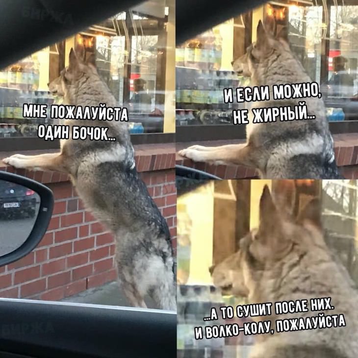 730x730, 86 Kb / волк, бочек, общепит