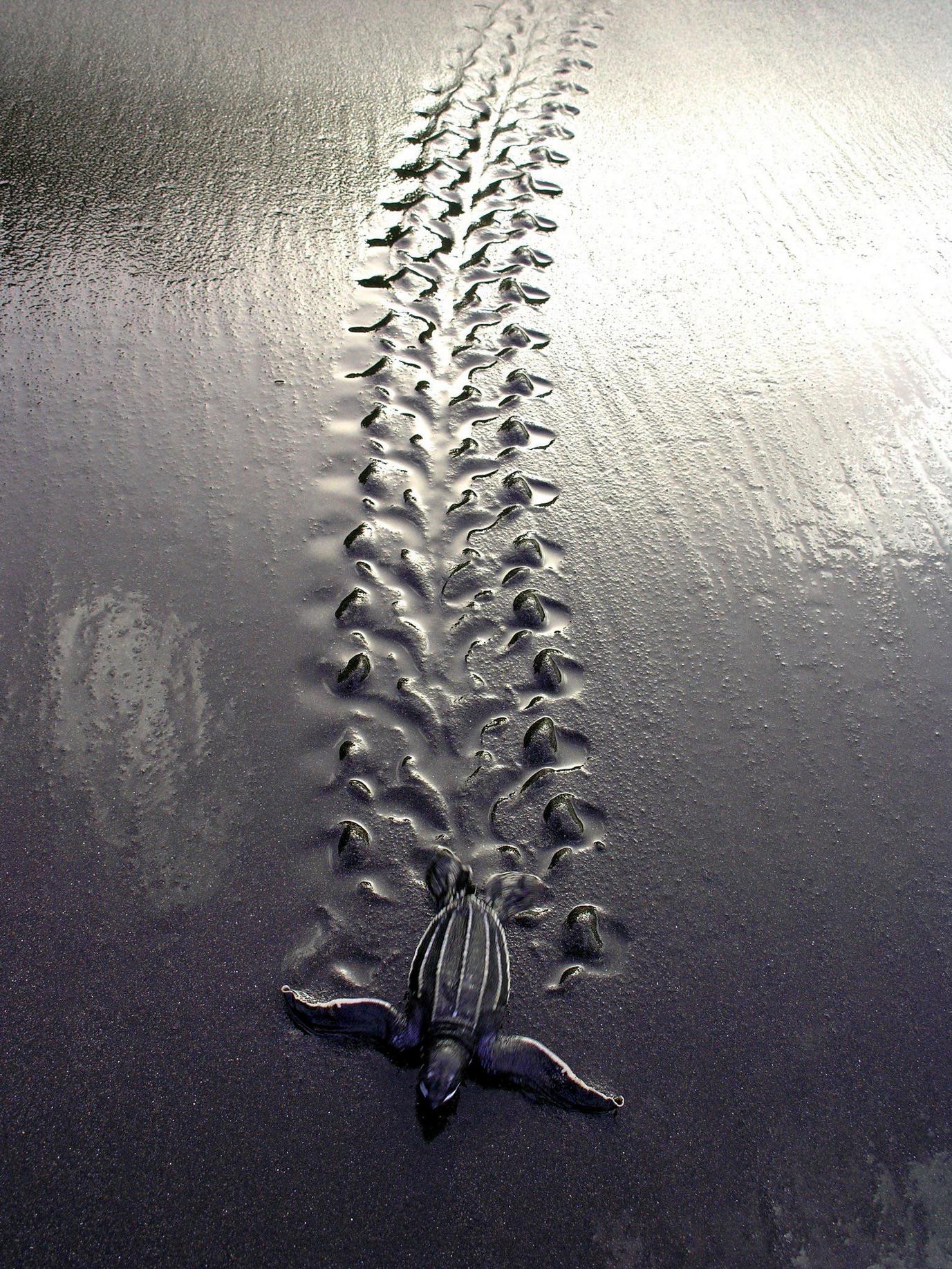 1377x1836, 564 Kb / след, черепаха, песок