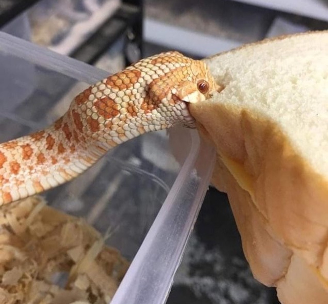 1280x1188, 200 Kb / змея, хлеб, кусь, контейнер