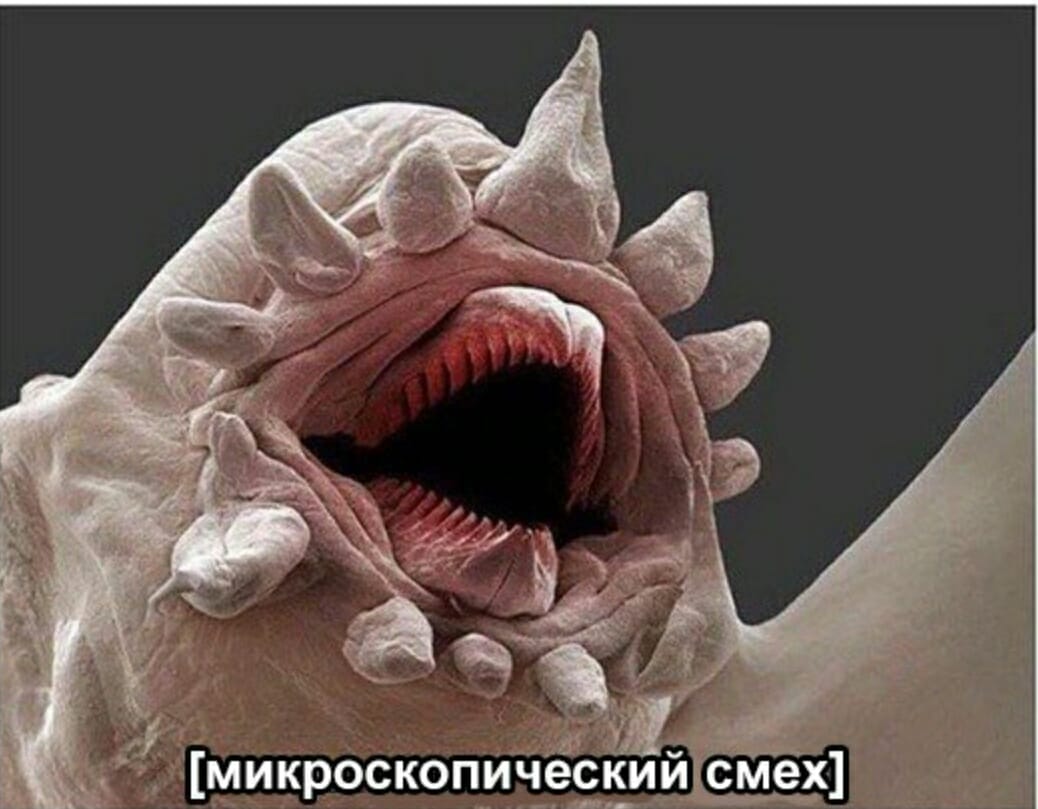 1038x809, 78 Kb / смех, микроб, червь