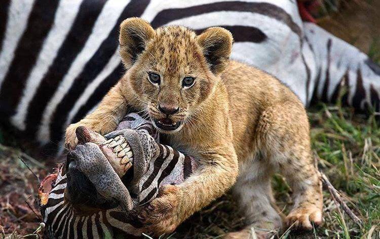 750x472, 79 Kb / зебра, лев, улыбка, охота