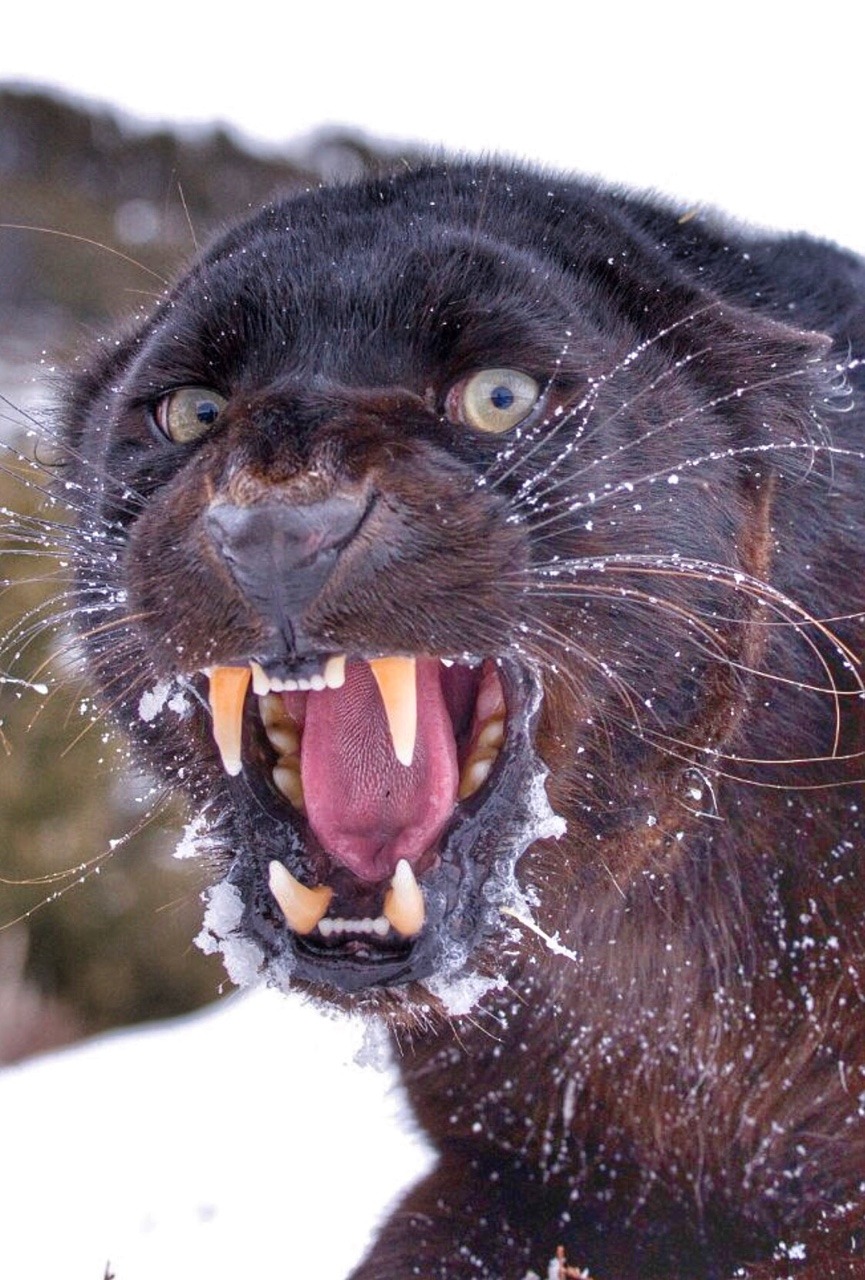 865x1280, 297 Kb / кошка, клыки, улыбка