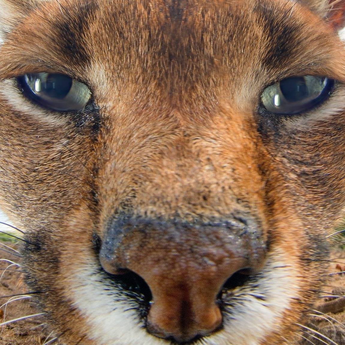 1151x1151, 242 Kb / морда, нос, кот, кошка