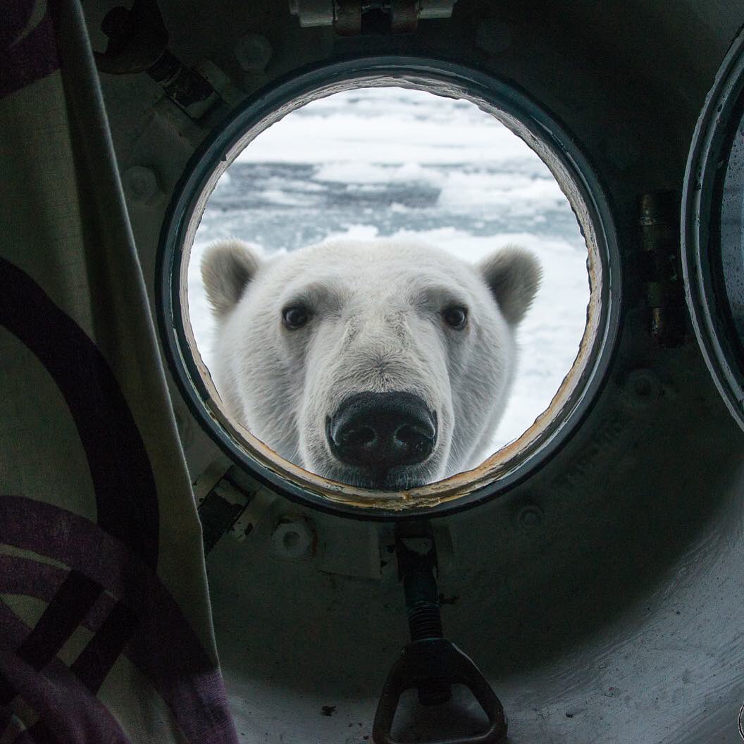 1056x1056, 126 Kb / медведь, окно, иллюминатор