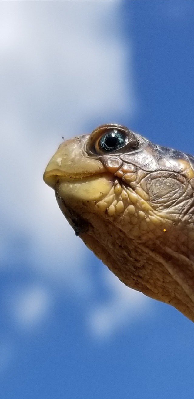 640x1315, 78 Kb / черепаха