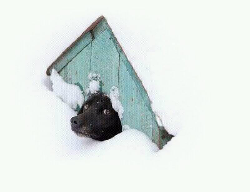 800x615, 25 Kb / снег, будка, собака