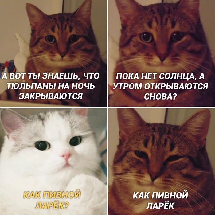 700x700, 169 Kb / кот, кошка, тюльпан, солнце, пиво, ларек