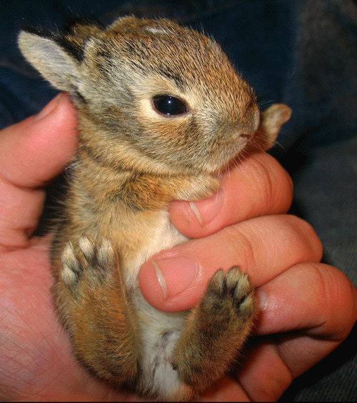 500x564, 58 Kb / кролик