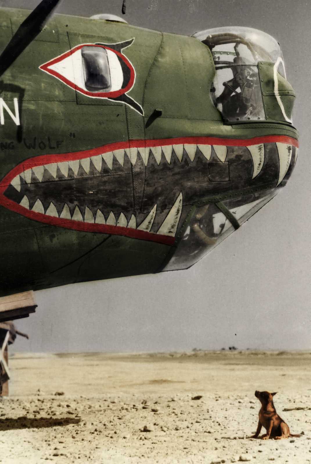 1071x1600, 283 Kb / самолет, собака, акула, бомбардировщик, сша, армия